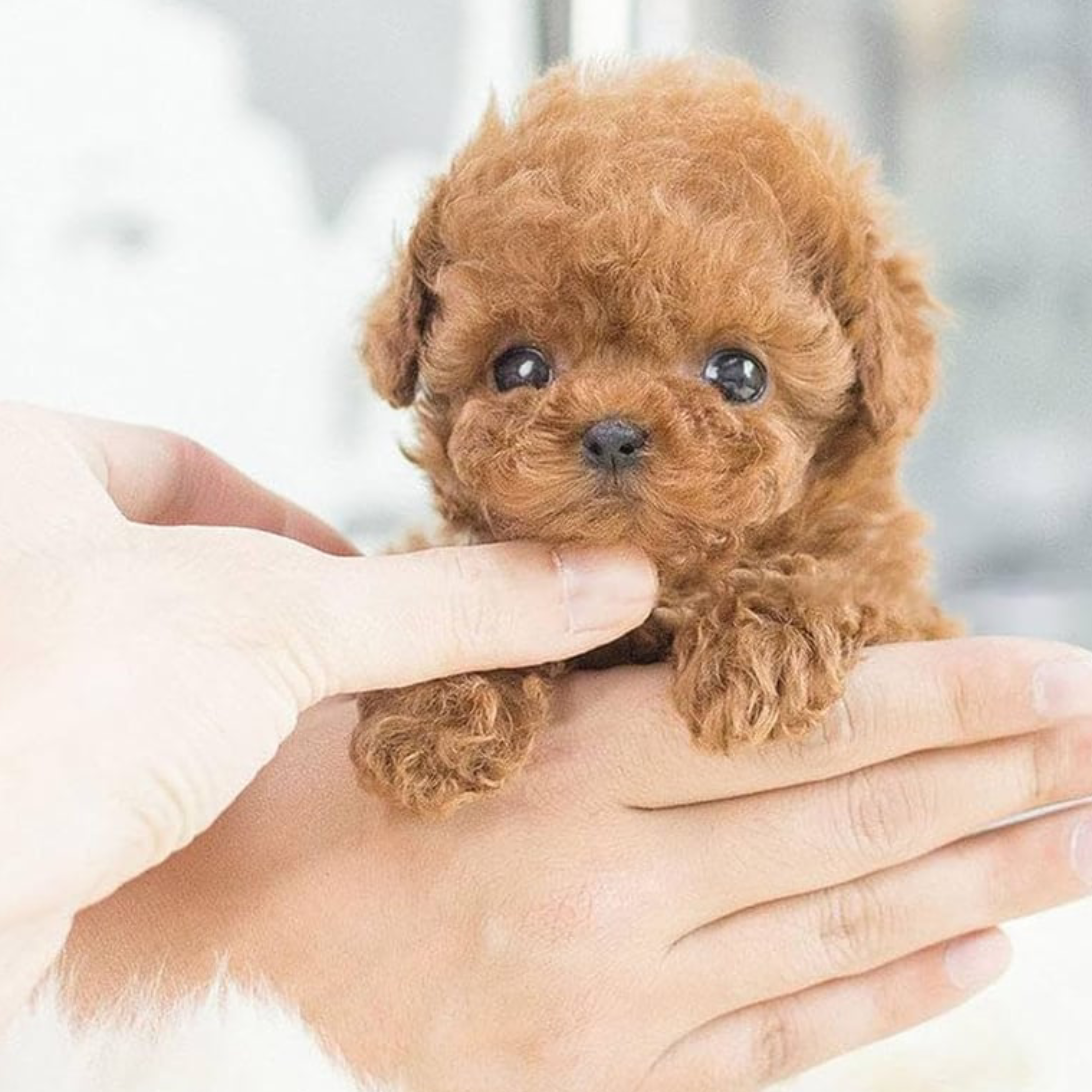 Wuffy reviews user Emily N.