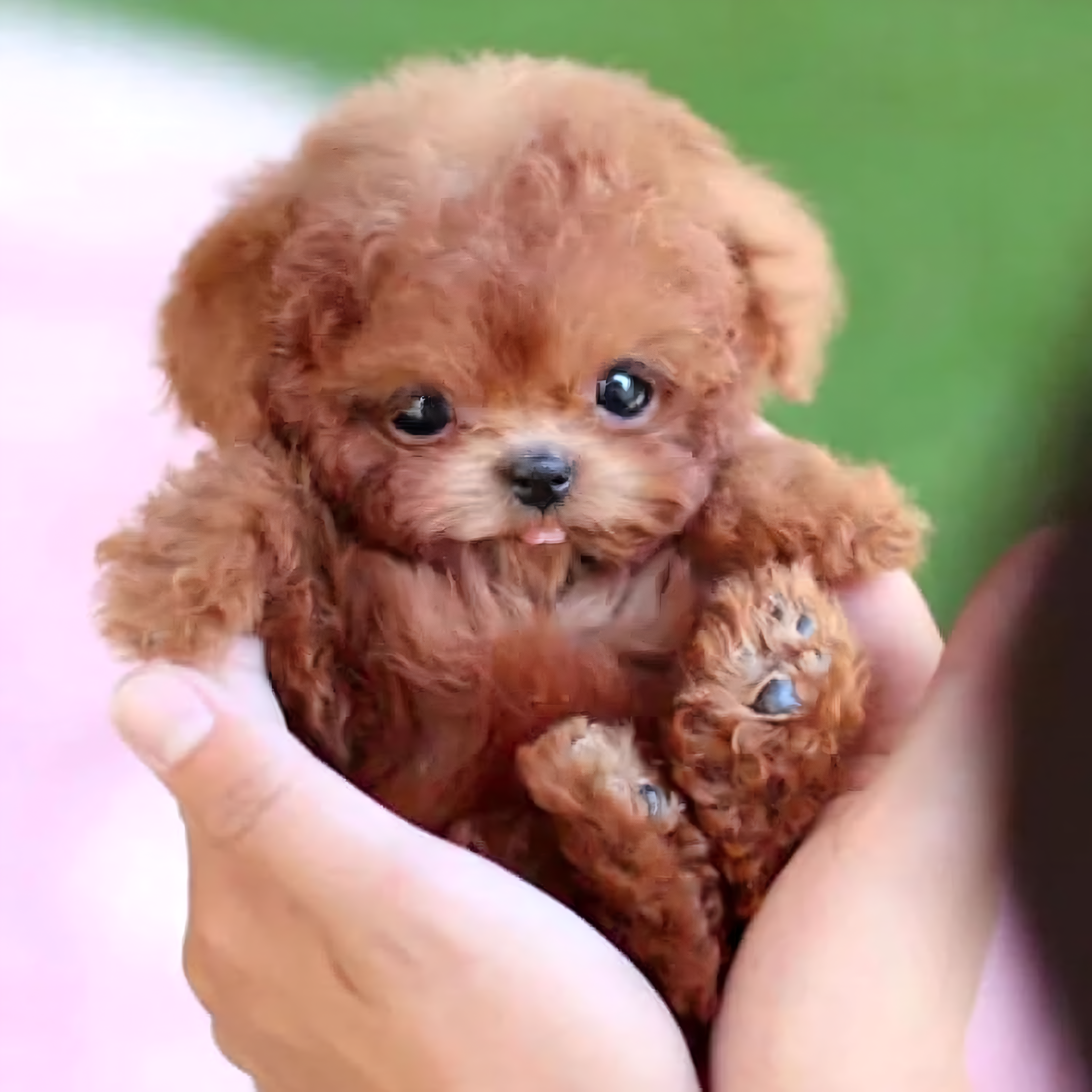 Wuffy reviews user Harper T.